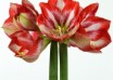 hippeastrum Pierrot (1)
